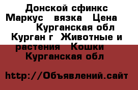 Донской сфинкс Маркус - вязка › Цена ­ 2 000 - Курганская обл., Курган г. Животные и растения » Кошки   . Курганская обл.